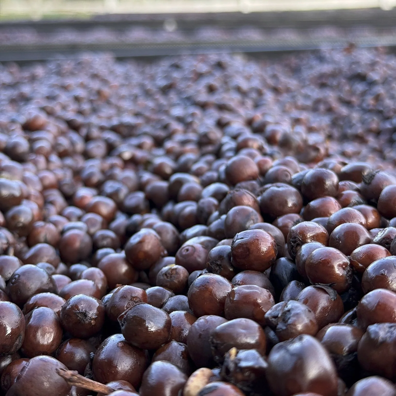 Costa Rica - Finca VOO Red Catuai | Ply Process Cold Fermentation Honey - Image 3