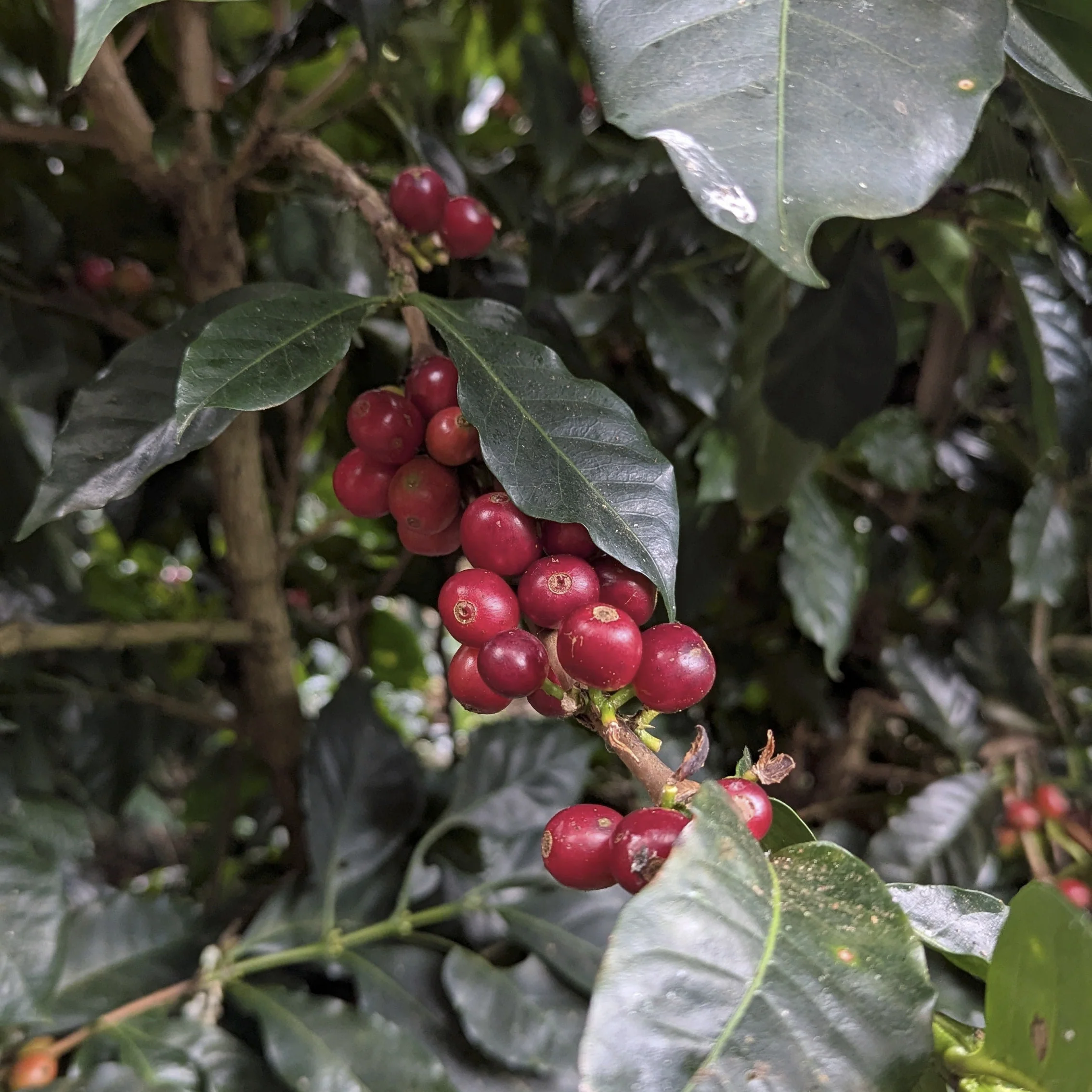 Costa Rica - Finca VOO Red Catuai | Ply Process Cold Fermentation Honey - Image 5