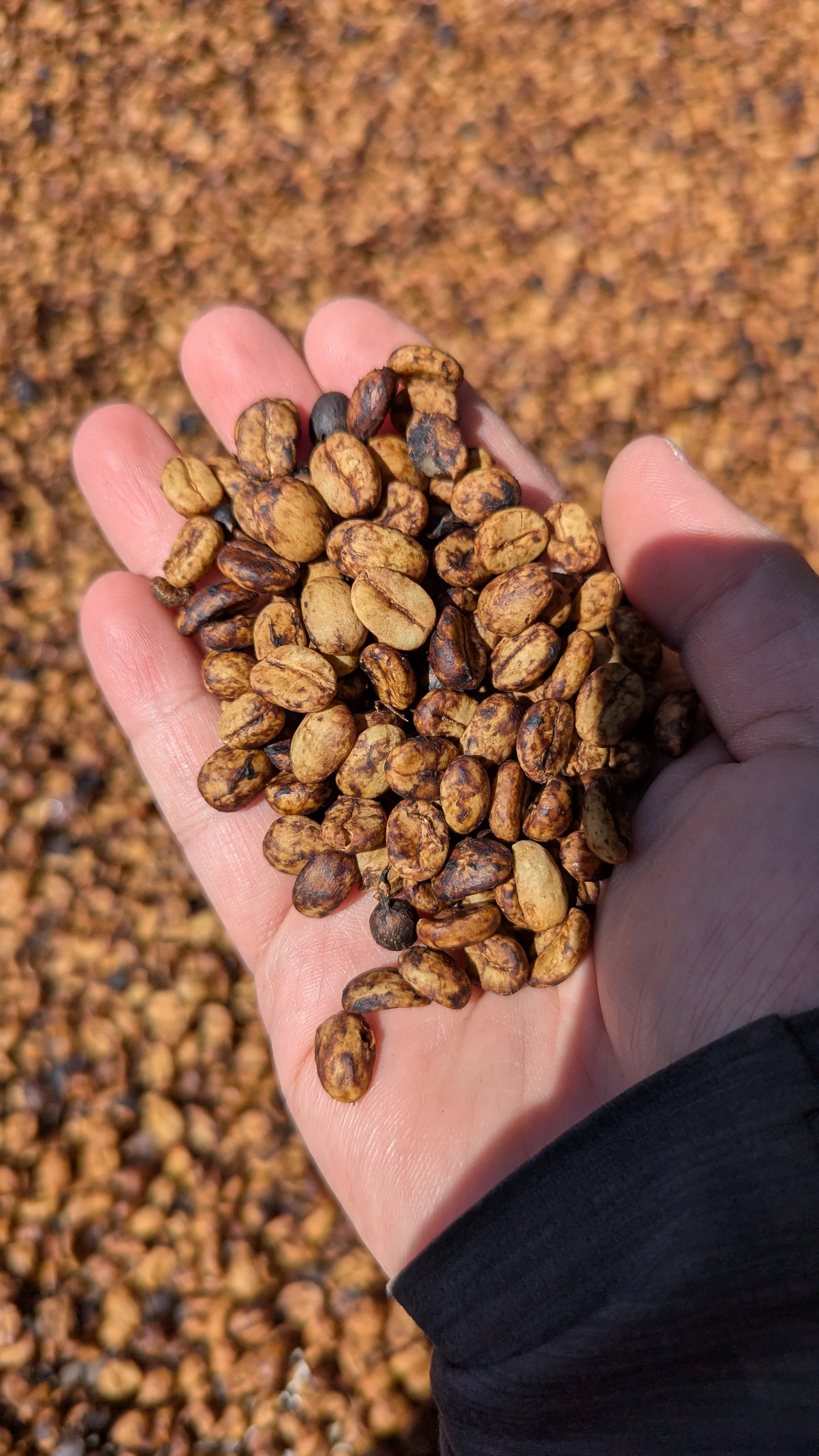 Costa Rica - Ivan Solis - Cuatro Vientos | Modulación Aromática Natural - Image 4