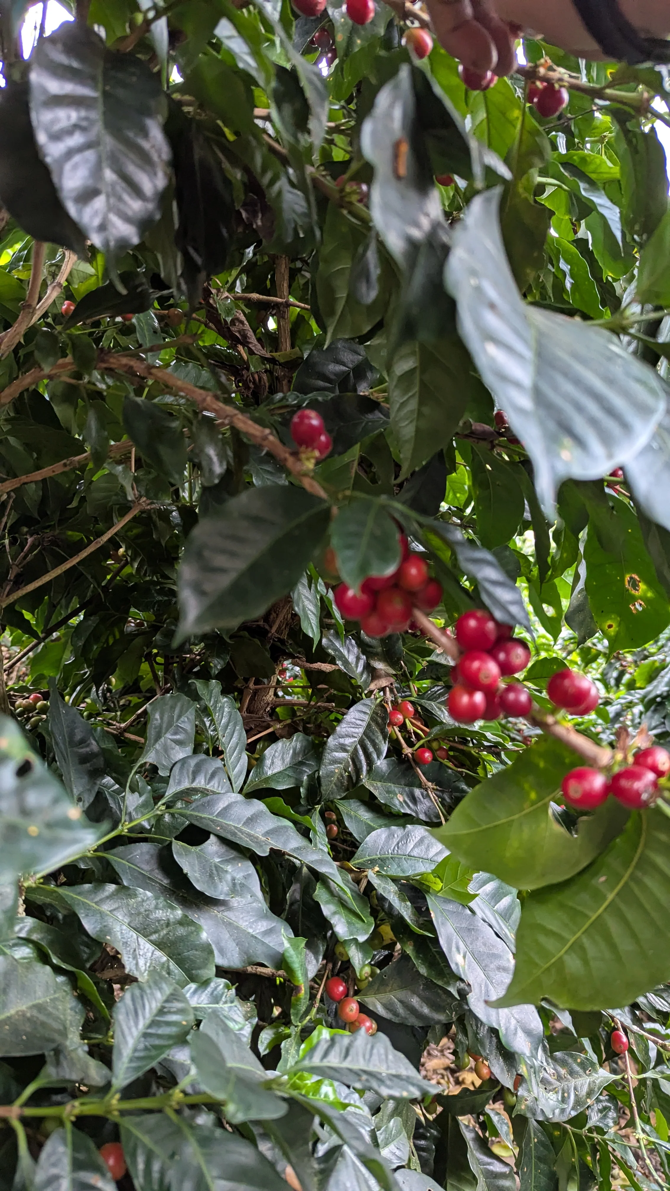 Costa Rica - Ivan Solis - Cuatro Vientos | Modulación Aromática Natural - Image 5