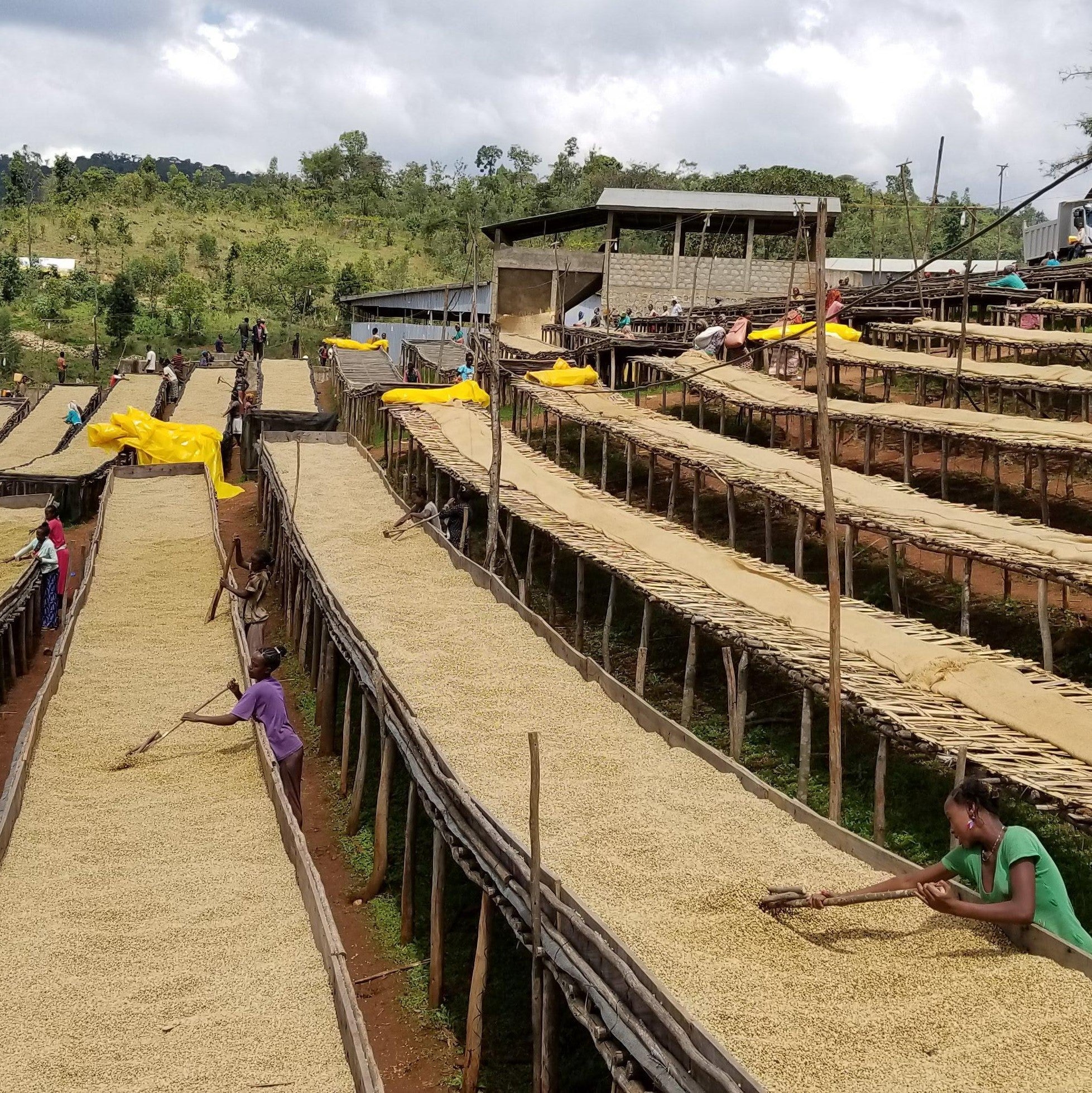 Every 2 Weeks Coffee Subscriptions - Roaster's Choice - Image 5