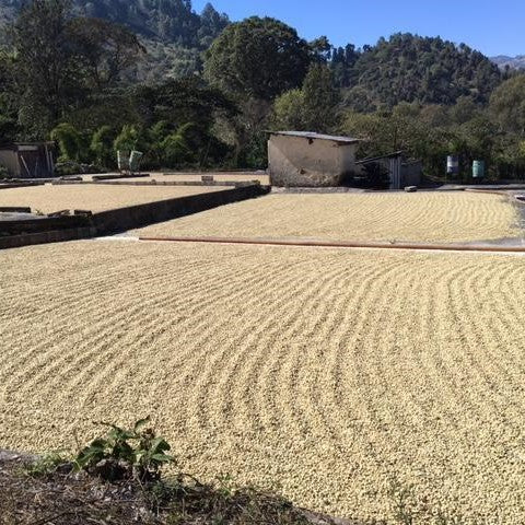 Monthly Coffee Subscriptions - Roaster's Choice - Image 6