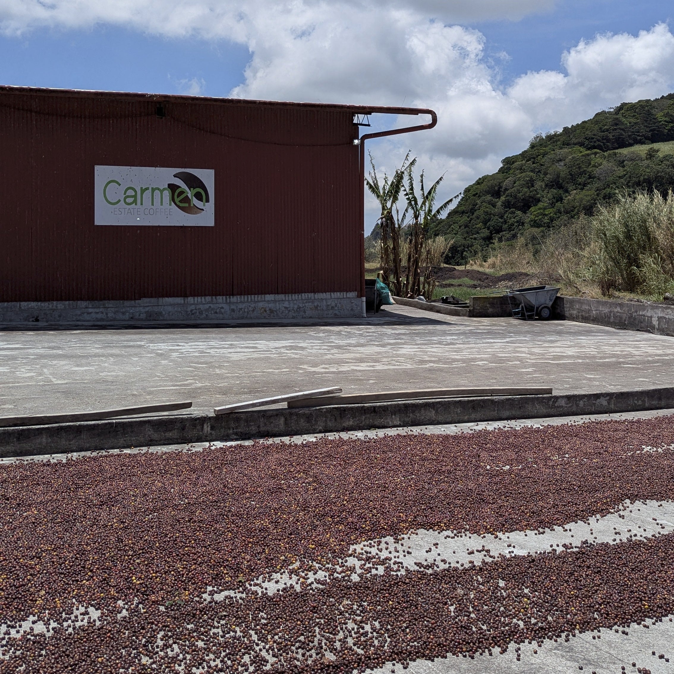 Panama - Carmen Estate Caturra Lot 4 | Washed - Image 3