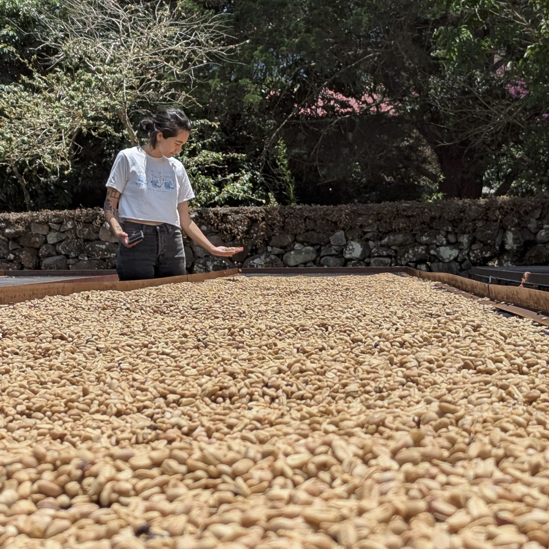 Panama - Carmen Estate Caturra Lot 4 | Washed - Image 4